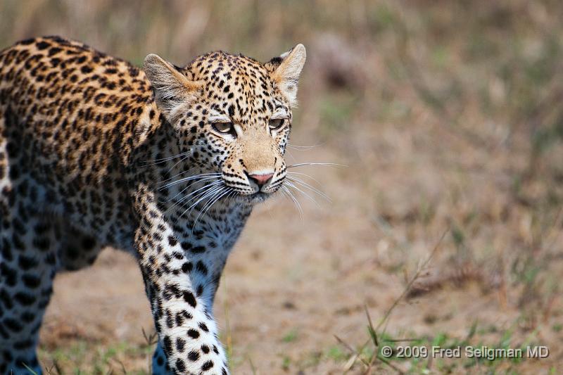 20090613_121342 D300 (6) X1.jpg - Leopard in Okavanga Delta, Botswana